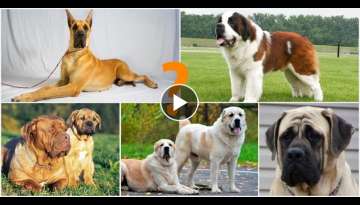 Top 10 World's Strongest Dog Breeds